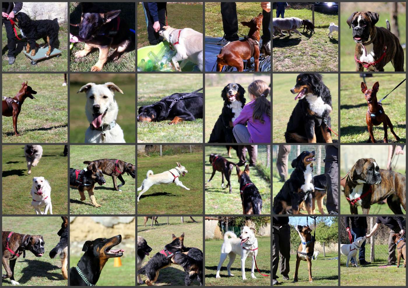 site rencontre chat chien