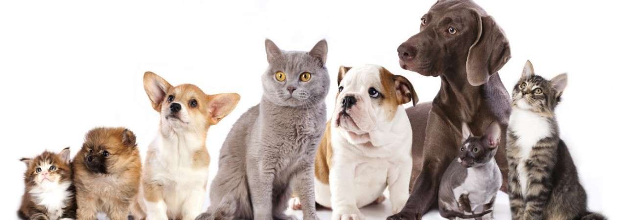 Animal Emoi Comportementaliste Canin Et Felin