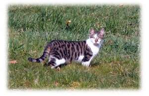 LE CHAT