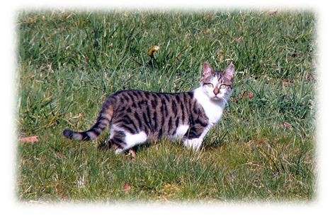 Le Chat Animal Emoi