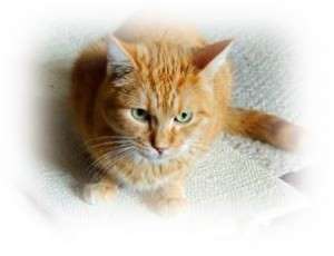 Le Chat Animal Emoi