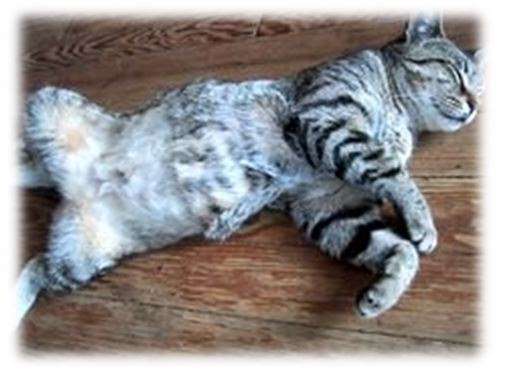 Dizaines chatte