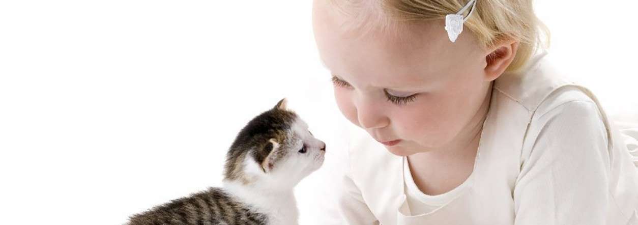 Animal Emoi Comportementaliste Canin Et Felin