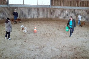 Animal-Emoi-stage-horse-and-dog-trail-lâcher